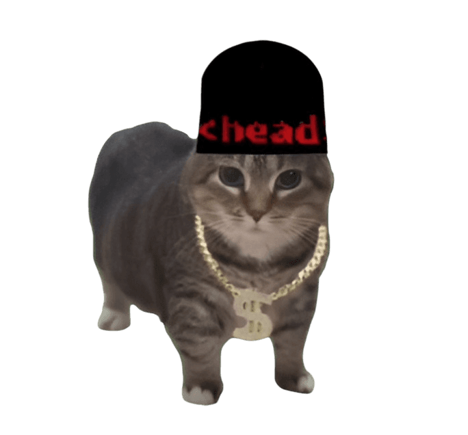 Picture of a cat