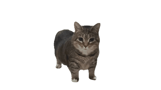Spinning Cat Meme saying UIA UIA