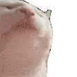cat vibe gif